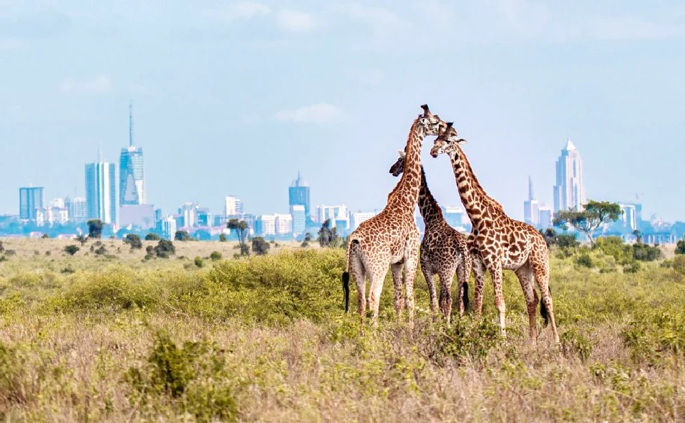 
Nairobi National Park Half Day Tour