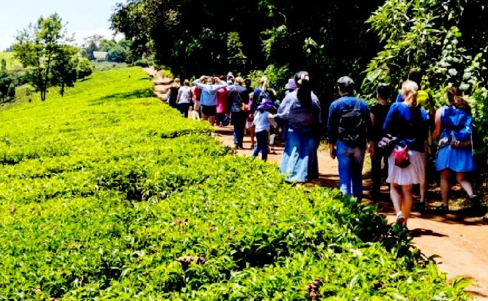 
Kiambethu Tea Farm Day Trip