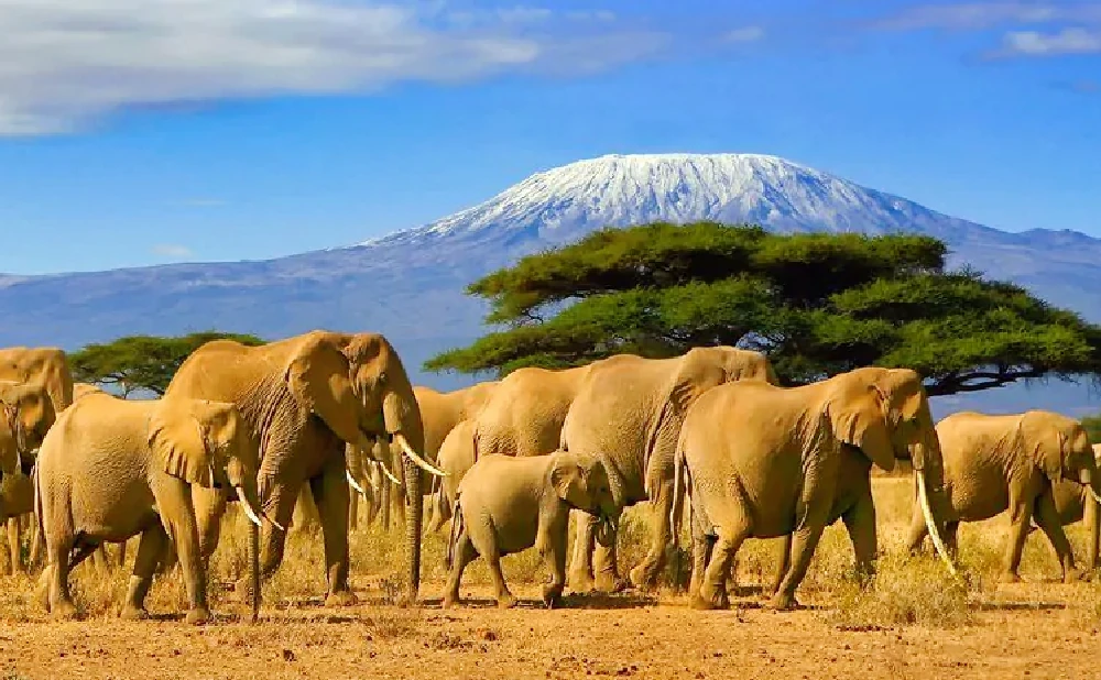 
7 Days Classic Kenya Luxury Safari