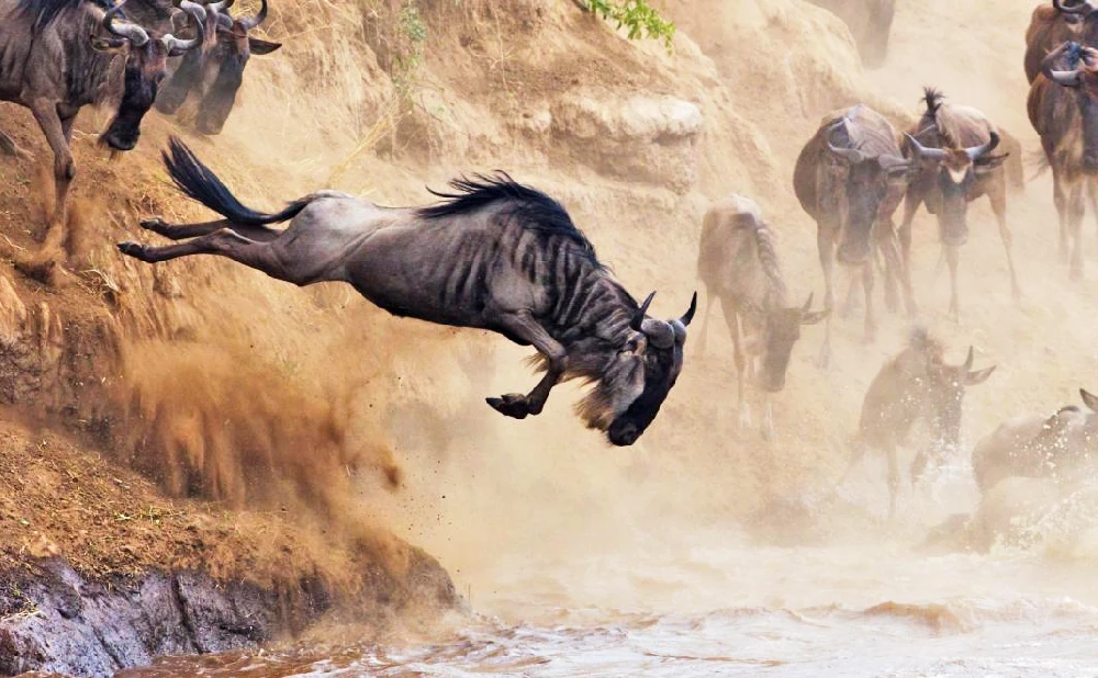 
4 Days Maasai Mara Wildebeest Migration