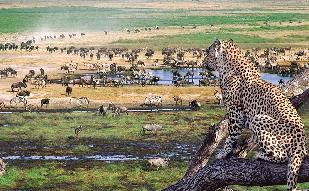 
7 Days Classic Tanzania Safari