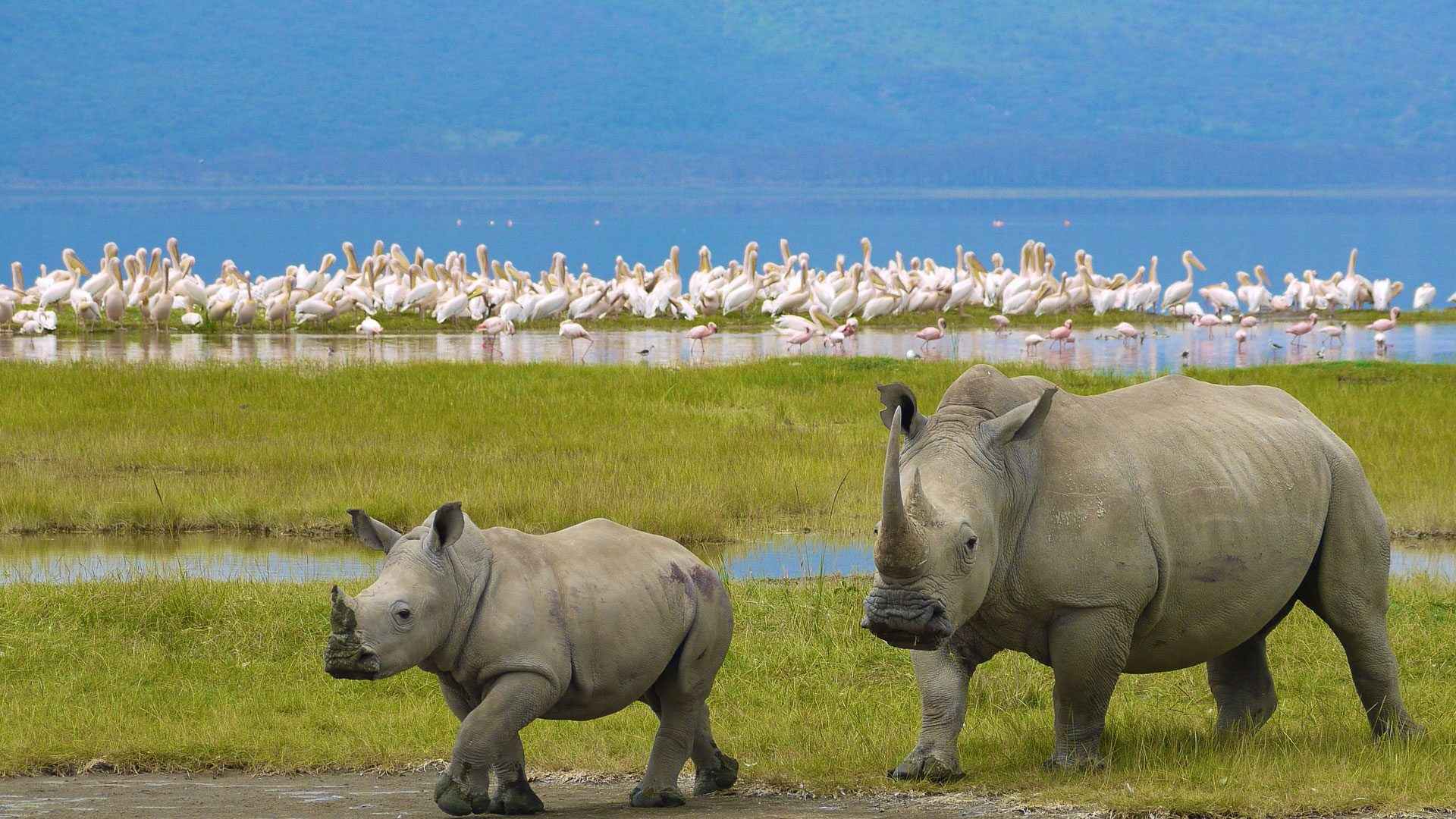 
Into the Heart of Nakuru National Park, Exploring Kenyan Wildlife Haven