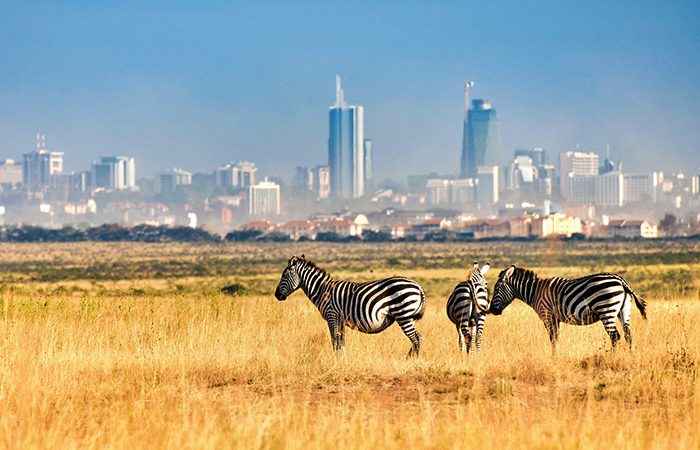 
A Full Day Visit to Nairobi National Park: An Adventure on the Urban Safari