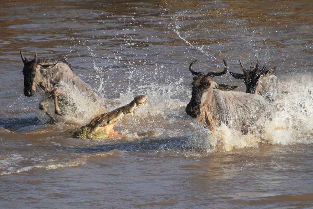 
The Great Wildebeest Migration