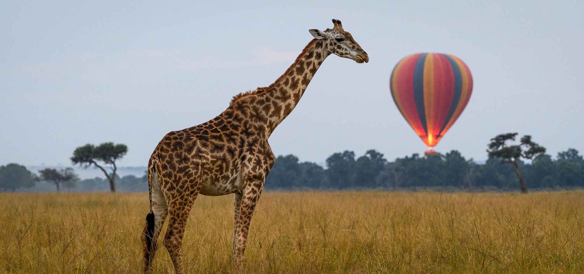 A safari vehicle parked calmly near wildlife in the Masai Mara, Kenya.