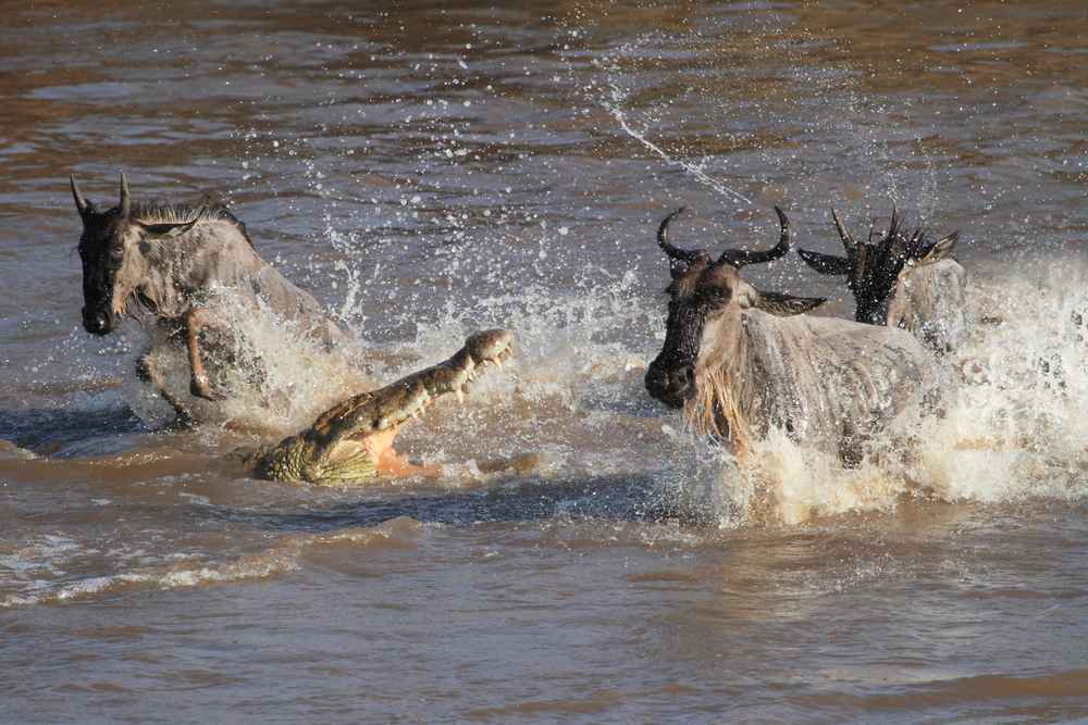 The Great Wildebeest Migration