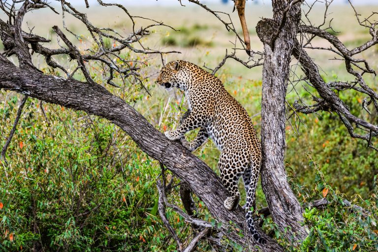 7 Days Classic Tanzania Safari