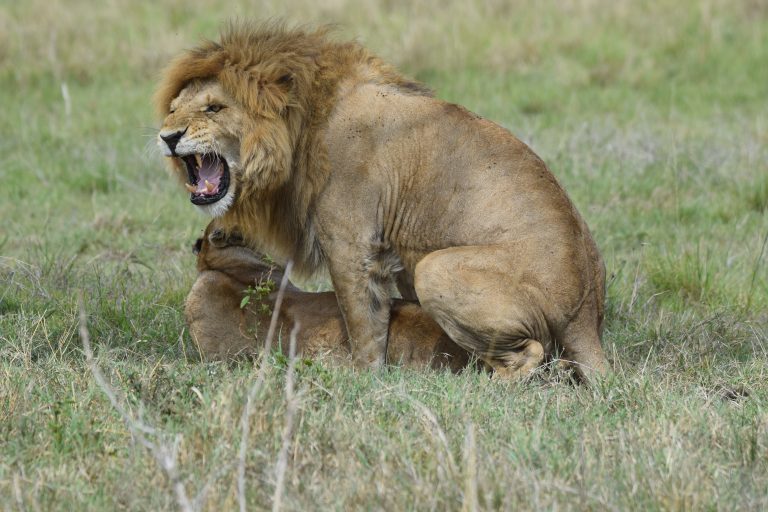 Masai Mara Safari Guide | Wildlife, Migration & Kenya Safaris