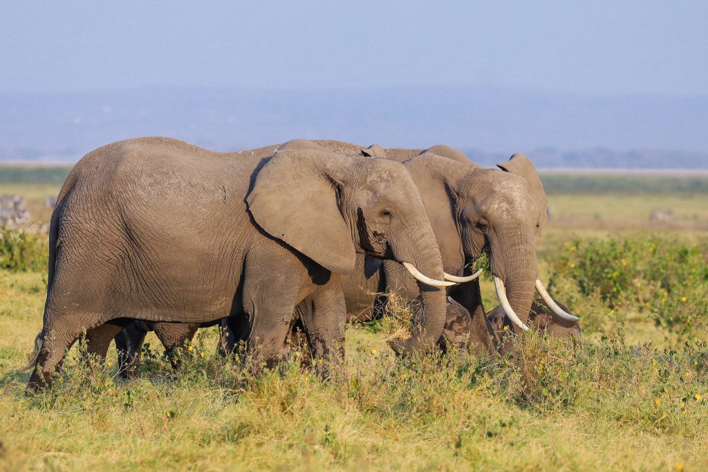 African elephants grazing in Tsavo National Park during a Kenya safari