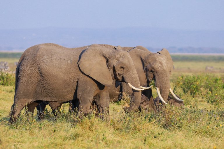 African elephants grazing in Tsavo National Park during a Kenya safari