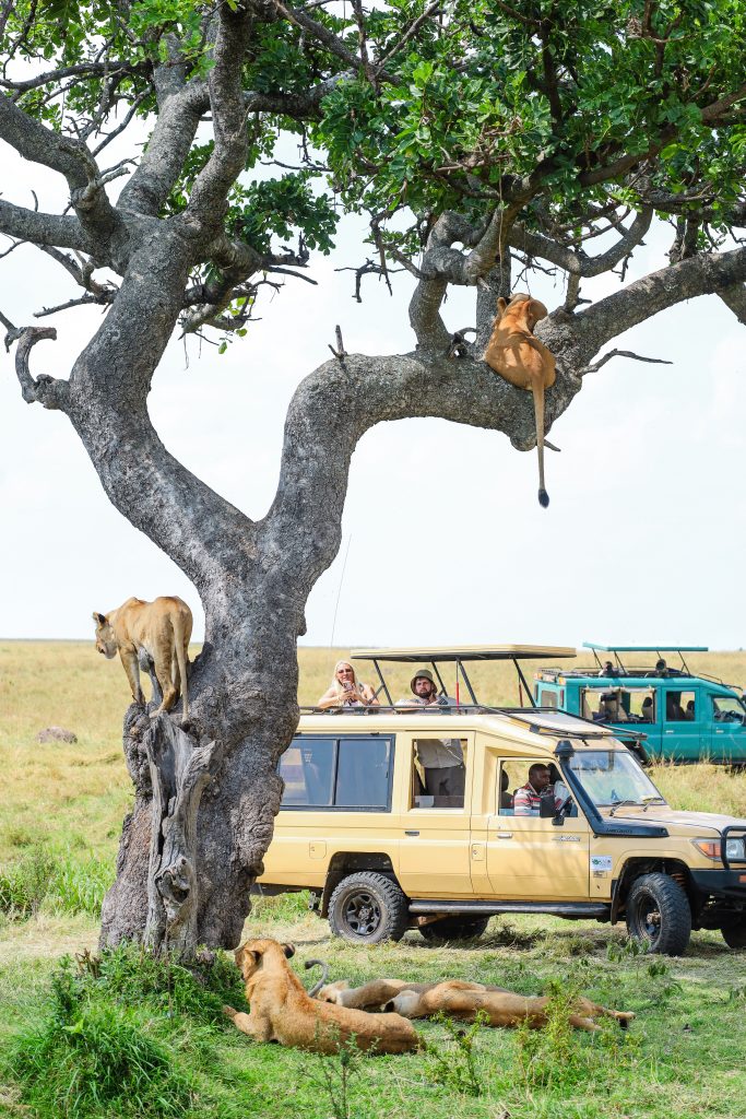 lion in Masai Mara during Kenya safari