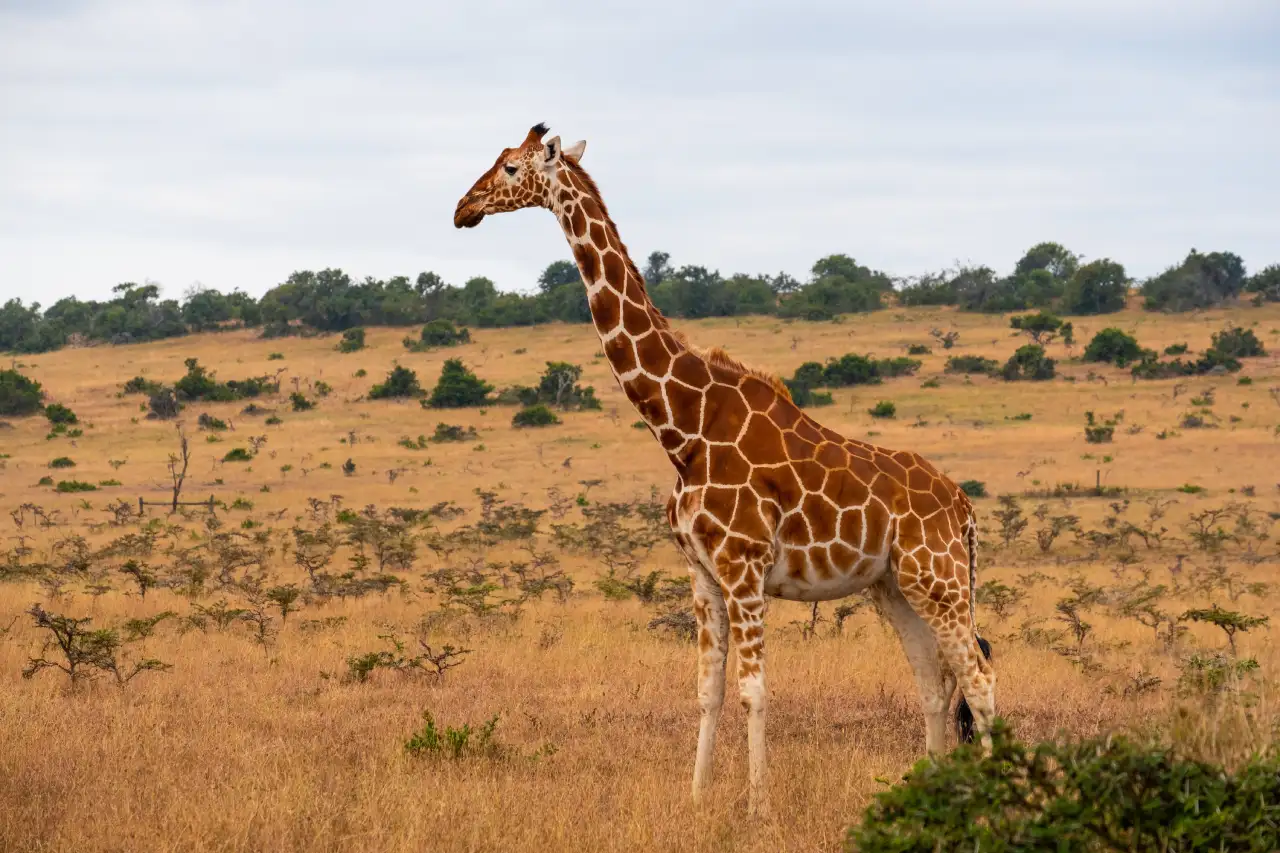 A giraffe standing alert in the Kenyan bush.