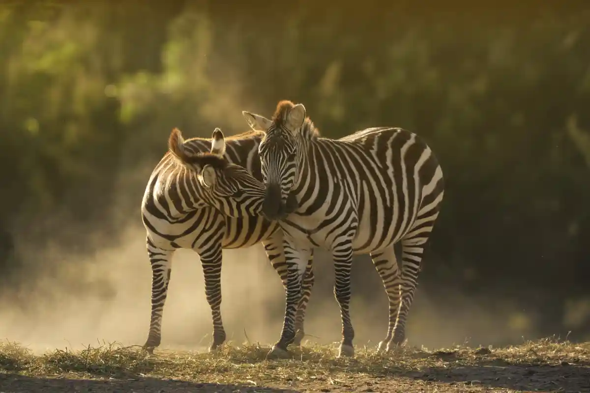 A close-up of two zebras showing their distinctive black and white stripe patterns.