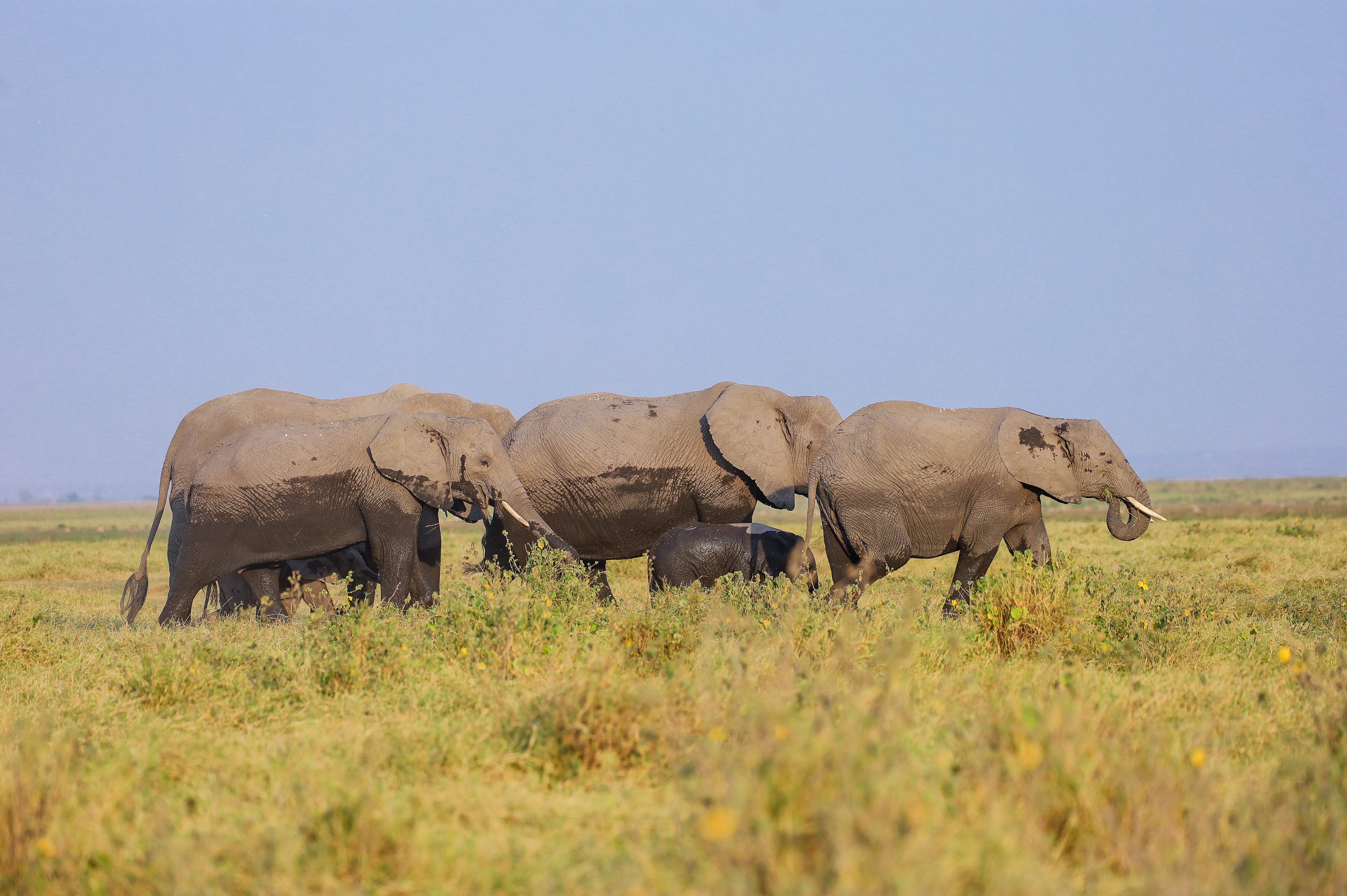 A herd of elephants walking together across the Kenyan savanna.