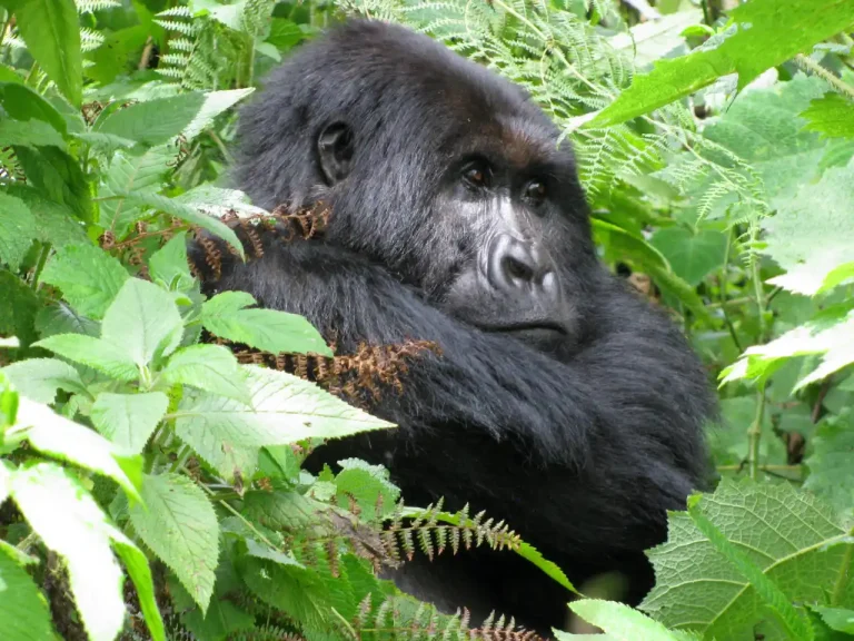 Rwanda Gorilla Trek – Express (3 Days)