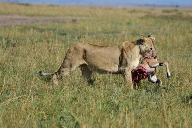 7 Days Classic Kenya Luxury Safari