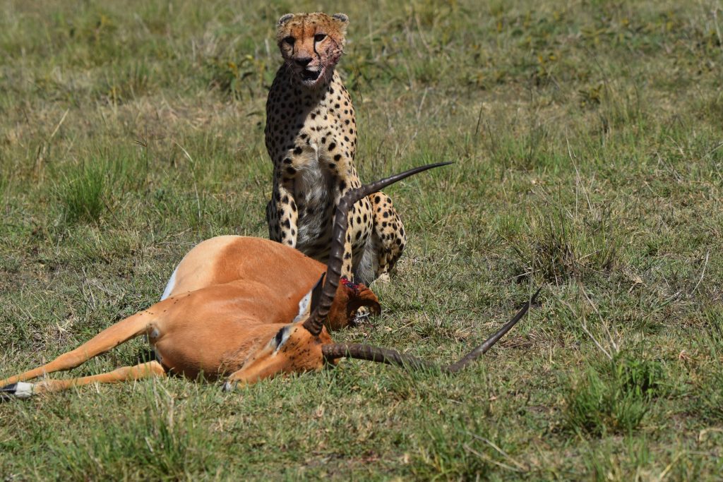 Cheetah feeding on an impala after a successful hunt in Masai Mara National Reserve, Kenya