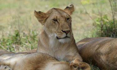 lion at https://www.kws.go.ke/amboseli-national-park