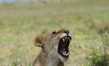 amboseli national park