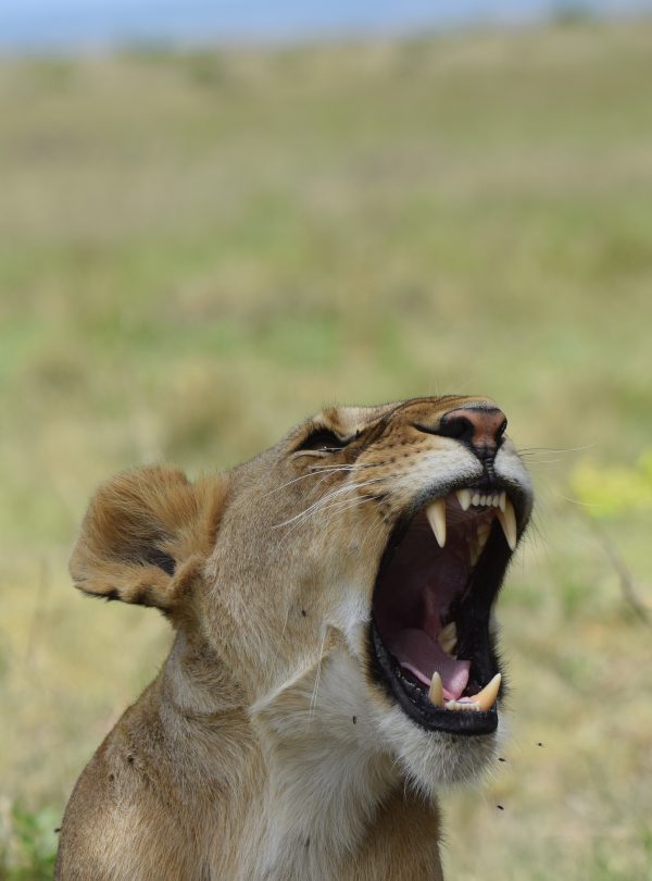 amboseli national park