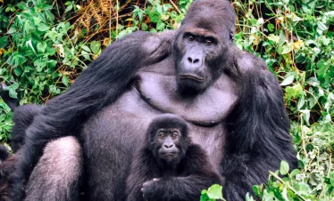 11 Days/ 10 Nights Kenya Tanzania & Uganda Safari Package