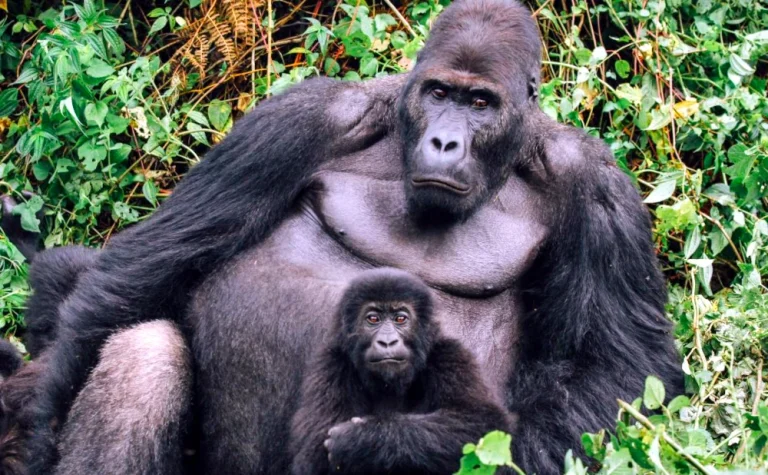 11 Days/ 10 Nights Kenya Tanzania & Uganda Safari Package