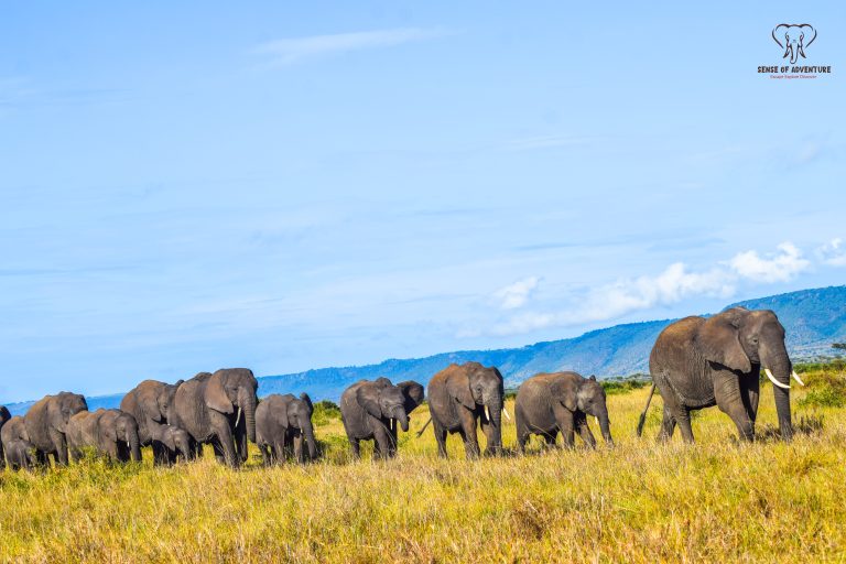 Herd of elephants walking across the Maasai Mara savannah in Kenya during a safari, with open grasslands and acacia trees in the background