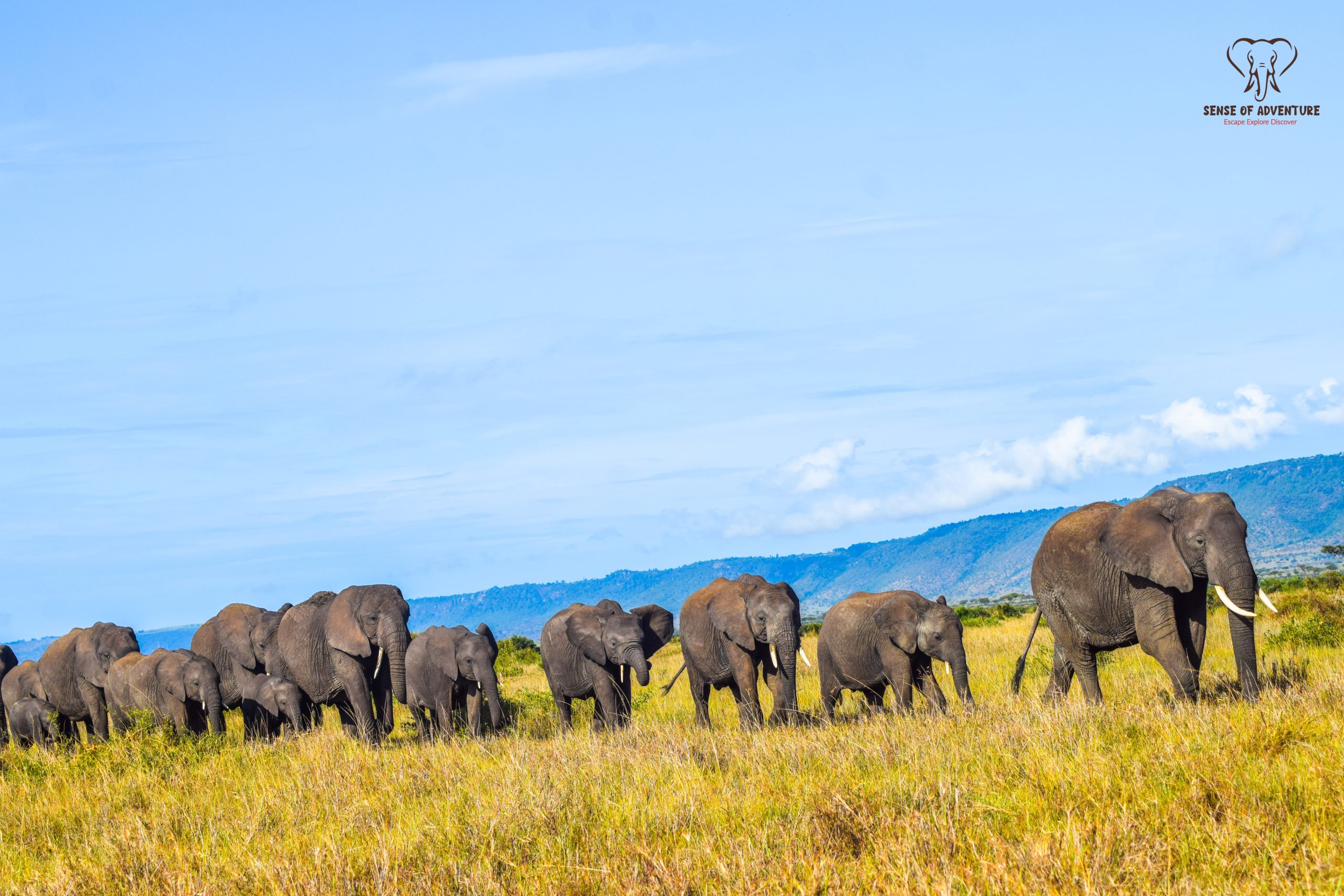 Herd of elephants walking across the Maasai Mara savannah in Kenya during a safari.