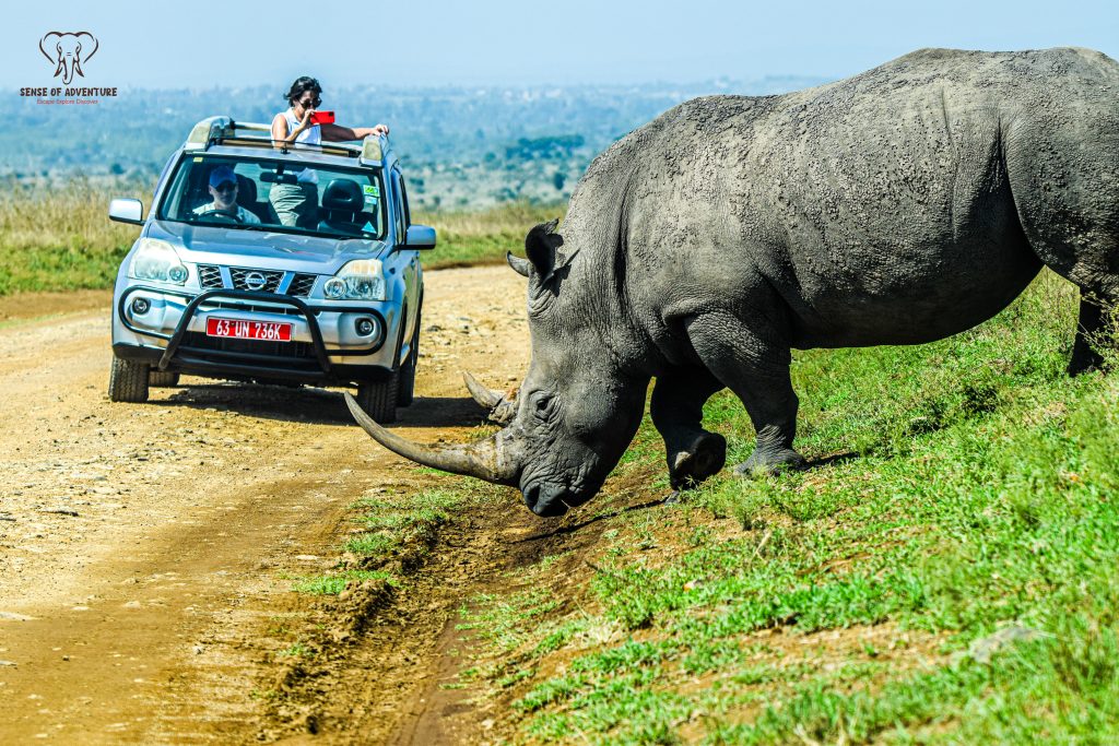 A rhino crossing the road ahead of a safari jeep during a game drive in Nairobi National Park.