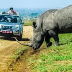 A rhino crossing the road ahead of a safari jeep during a game drive in Nairobi National Park.