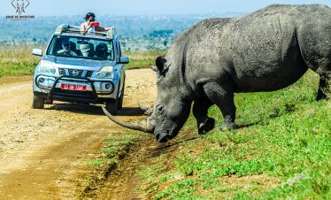 A rhino crossing the road ahead of a safari jeep during a game drive in Nairobi National Park.