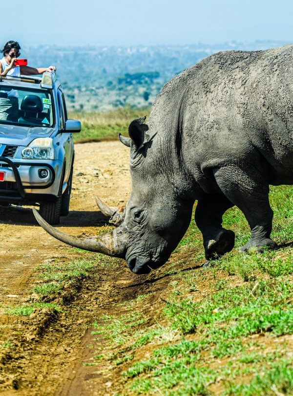 A rhino crossing the road ahead of a safari jeep during a game drive in Nairobi National Park.