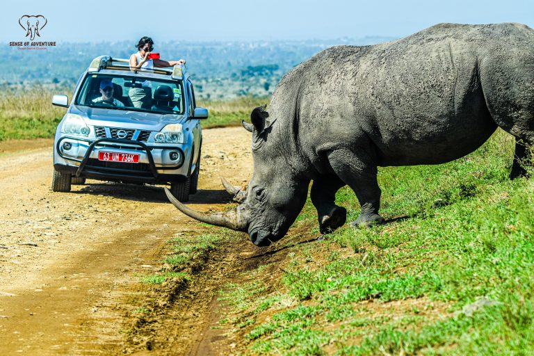 A rhino crossing the road ahead of a safari jeep during a game drive in Nairobi National Park.