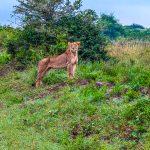 A lioness resting in the grasslands of Nairobi National Park during an early morning safari game drive.