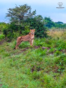 A lioness resting in the grasslands of Nairobi National Park during an early morning safari game drive.