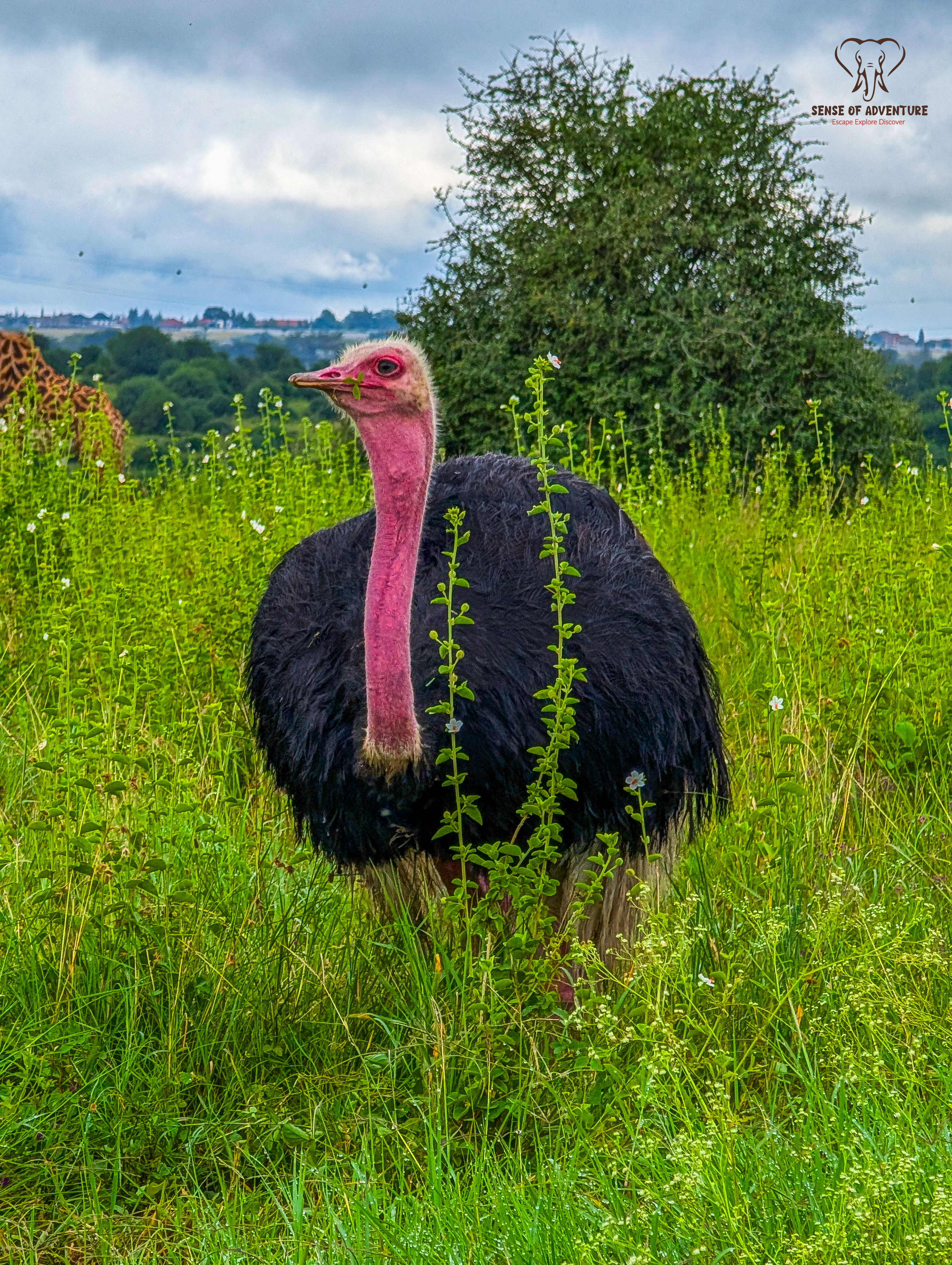 An ostrich feeding on vegetation in Nairobi National Park, Kenya.