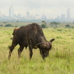 Nairobi National Park Guide — a Cape buffalo standing in the grasslands of Nairobi National Park during a Kenya safari game drive.