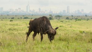 Nairobi National Park Guide — a Cape buffalo standing in the grasslands of Nairobi National Park during a Kenya safari game drive.