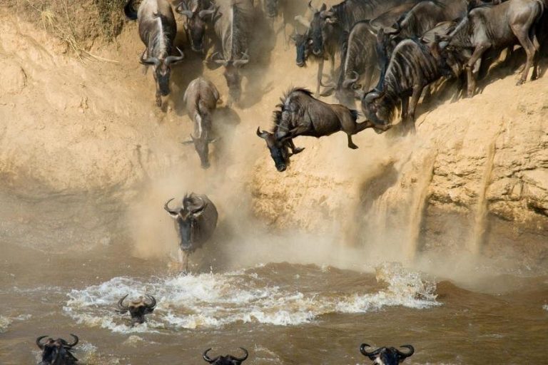 Great Migration Safari – Masai Mara