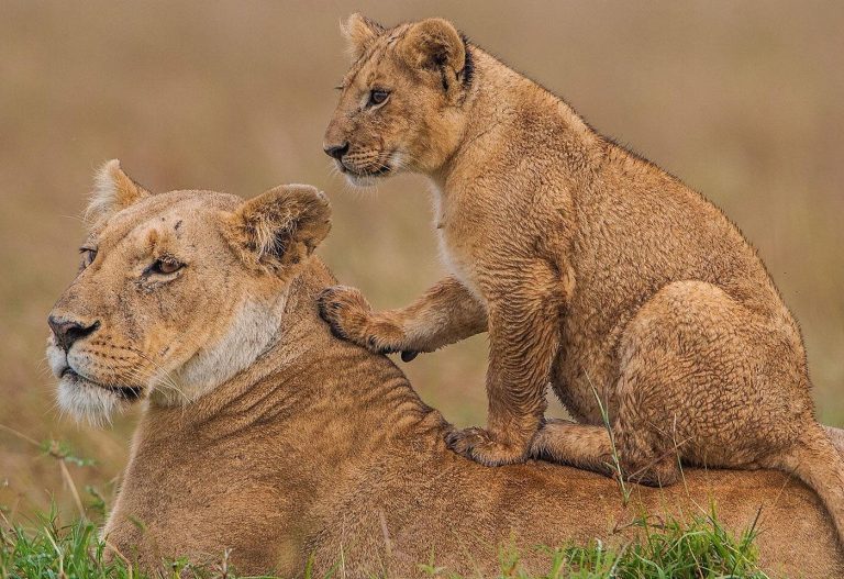 Lioness playing with her cub in the grasslands of Maasai Mara National Reserve during a safari wildlife sighting