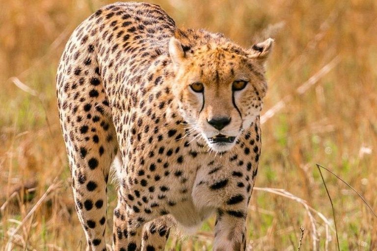 Luxury Kenya Safari – Exclusive Wildlife & Lodges