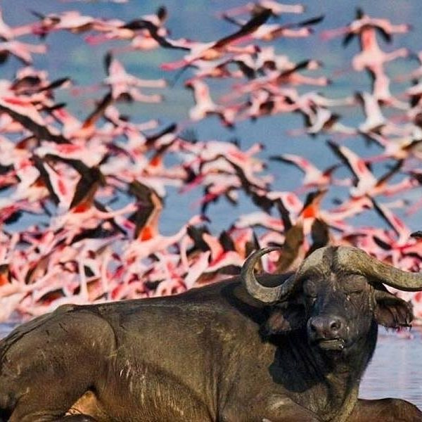 African buffalo resting on the shoreline of Lake Nakuru with flamingos in the background waters during a Kenya safari