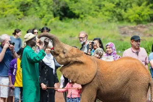 Nairobi National Park Guide — an orphaned elephant calf being fed milk during a feeding session at Sheldrick Wildlife Trust in Nairobi.