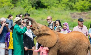 Nairobi National Park Guide — an orphaned elephant calf being fed milk during a feeding session at Sheldrick Wildlife Trust in Nairobi.