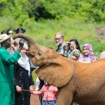 An orphaned elephant calf being fed milk during a feeding session at Sheldrick Wildlife Trust in Nairobi.