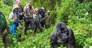 Tourists observing mountain gorillas up close during gorilla trekking in Bwindi Impenetrable National Park Uganda