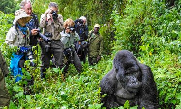 Tourists observing mountain gorillas up close during gorilla trekking in Bwindi Impenetrable National Park Uganda