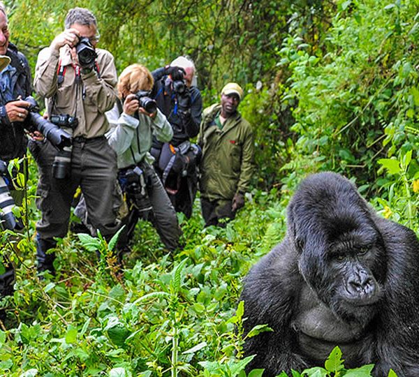 Tourists observing mountain gorillas up close during gorilla trekking in Bwindi Impenetrable National Park Uganda