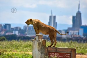 A lion sitting on a rock signage inside Nairobi National Park during a wildlife safari in Kenya.