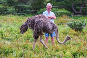 Safari client standing next to an ostrich during a Kenya wildlife safari experience